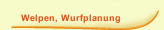Welpen, Wurfplanung